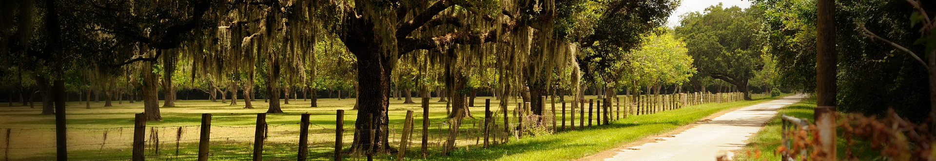 Country dirt road with fence and trees